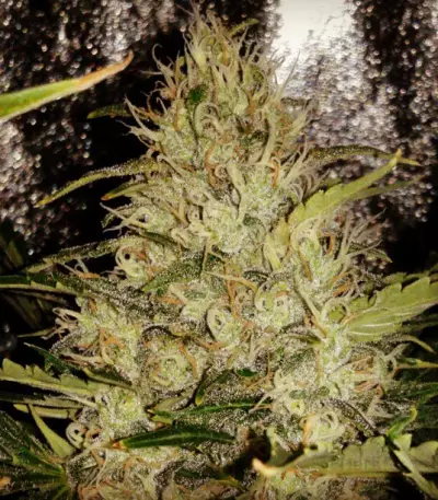 Graines de cannabis Pure AK (Female Seeds)