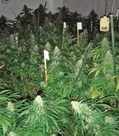 Purple Trainwreck feminized seeds