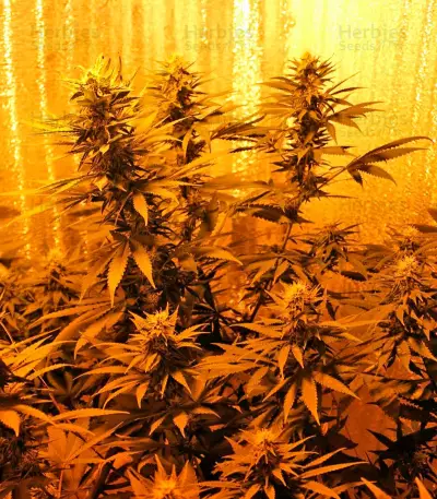 Royale Haze (Dinafem Seeds)
