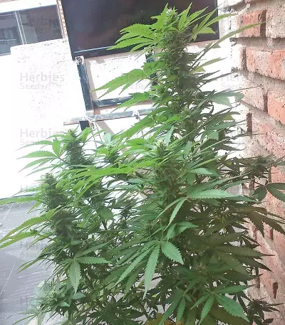 White Siberian feminized seeds