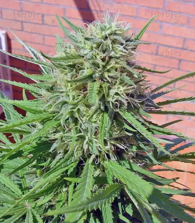 Green Poison Seeds