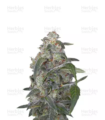Haze 2.0 Autoflowering (Dinafem Seeds) Cannabis-Samen