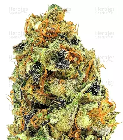 Graines de cannabis K.O. Kush (Heavyweight Seeds)