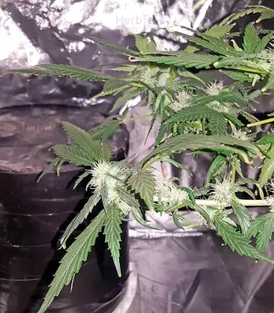 Graines de cannabis Afghan Kush X Black Domina (World of Seeds)