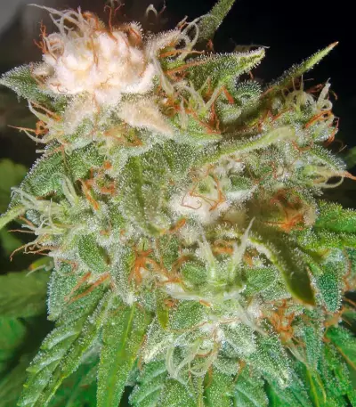 Pato #1 (Kannabia Seeds)