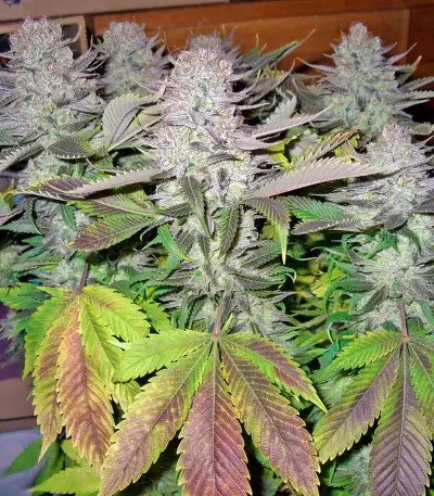 Smile feminized seeds