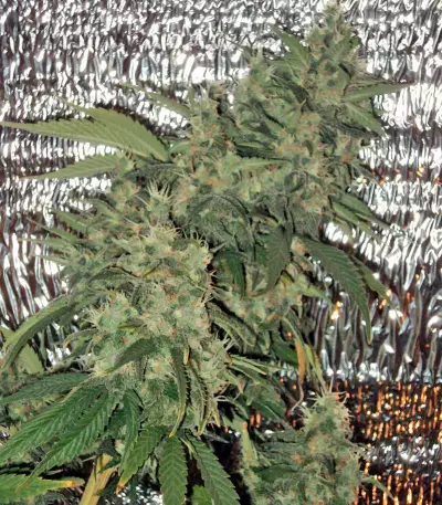 AK-47 Seeds