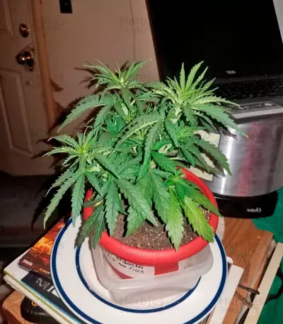 Afrodite Max Auto Seeds