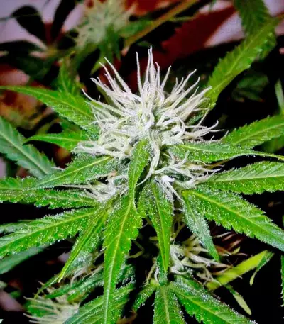 Arjan's Ultra Haze #2 (Mango Haze AUH#2) (GHS)