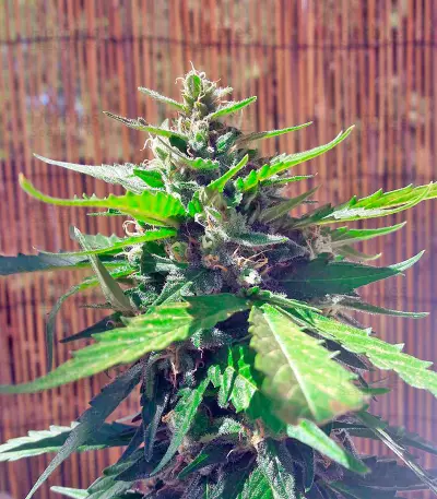 Auto White Widow Seeds (00 Seeds)