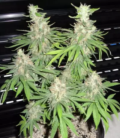 BubbleGummer (Female Seeds)