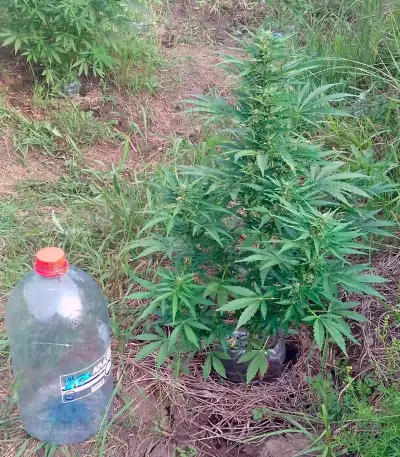 CBD Auto Compassion Lime Seeds