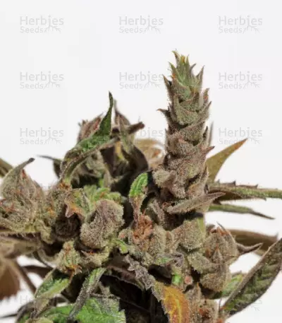 Cannatonic feminized seeds