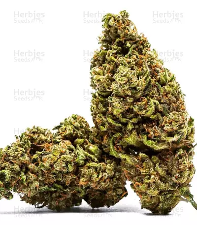 Cannatonic Seeds