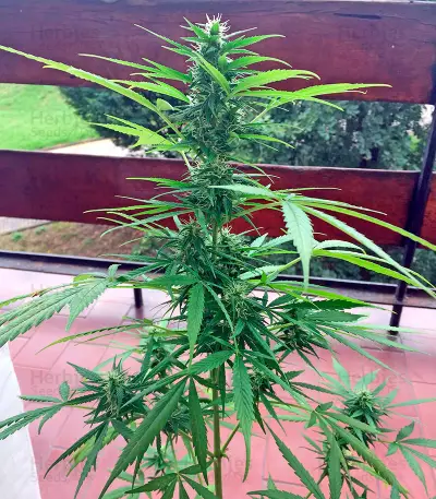 Critical + Autoflowering feminized seeds by