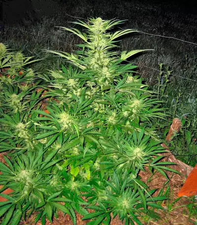 Semi femminizzati Critical Mass CBD