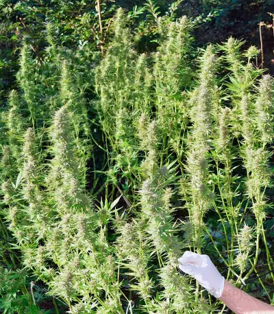 Graines de cannabis Frisian Dew (Dutch Passion)