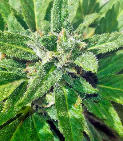 Industrial Plant (Dinafem Seeds)