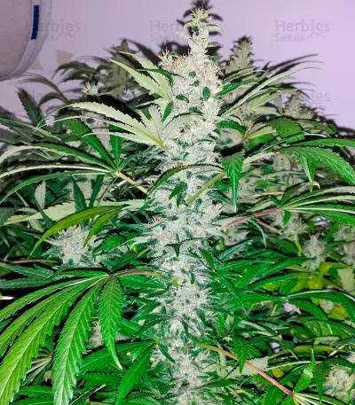 Kali Mist Regular seeds