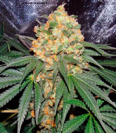 Graines de cannabis Mazar regular (Dutch Passion)