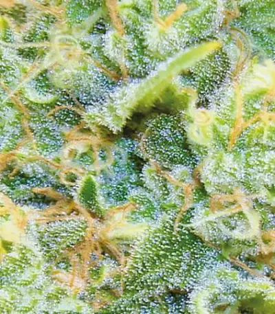 Medical 49 CBD+ (Vision Seeds)