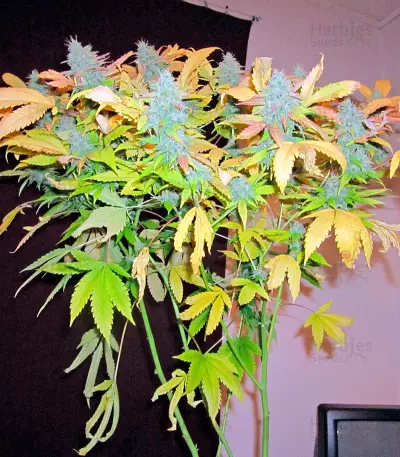 Northern Light feminized seeds (Nirvana Seeds)