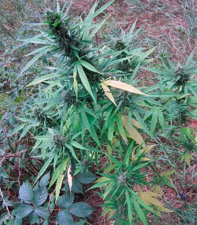 Passion #1 feminized seeds