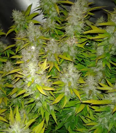 Graines de cannabis Royal Creamatic Auto (RQS)