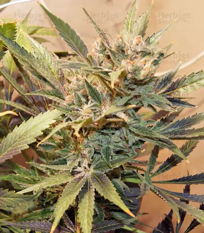 Satori Seeds