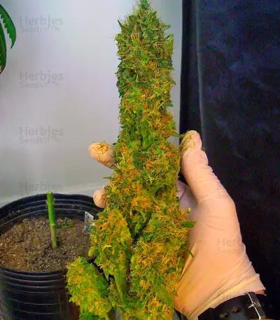 El Niño Seeds