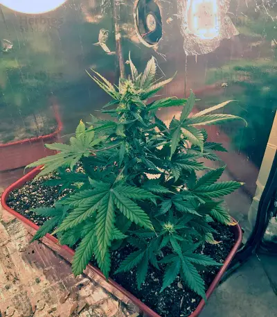 King’s Kush Auto Seeds