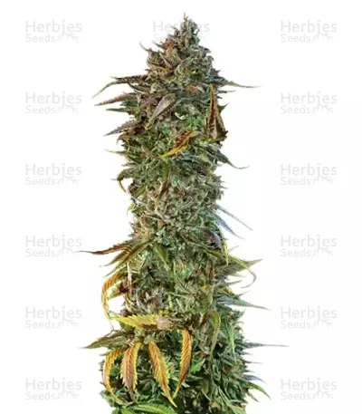 Blueberry Headband (Humboldt Seeds) Cannabis-Samen