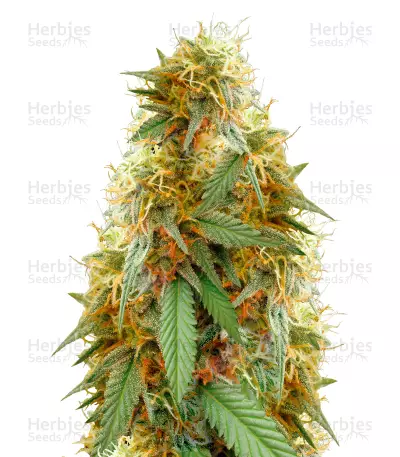 Graines de cannabis Medical 49 CBD+ (Vision Seeds)