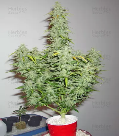 Speed Devil #2 Auto feminized seeds