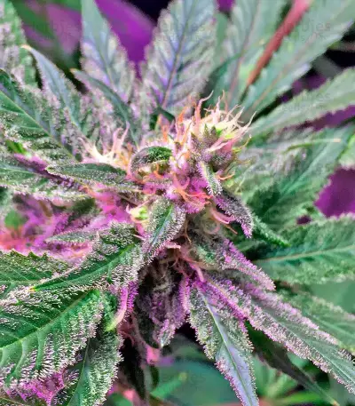 Graines de cannabis Afghan Kush X Black Domina (World of Seeds)