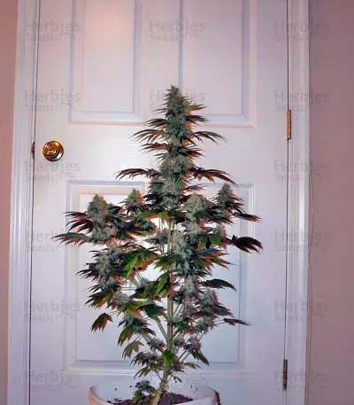 BCN Diesel Max Auto (Kannabia Seeds)