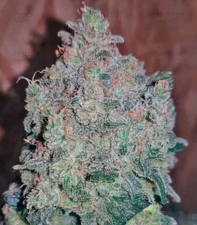 Sweet Trainwreck Auto feminized seeds