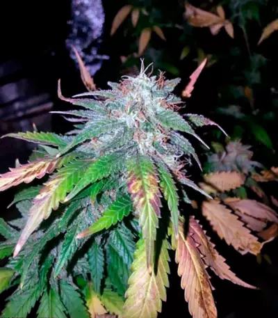 Alpujarrena feminized seeds