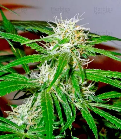 Arjan's Ultra Haze #2 (Mango Haze AUH#2) (GHS)