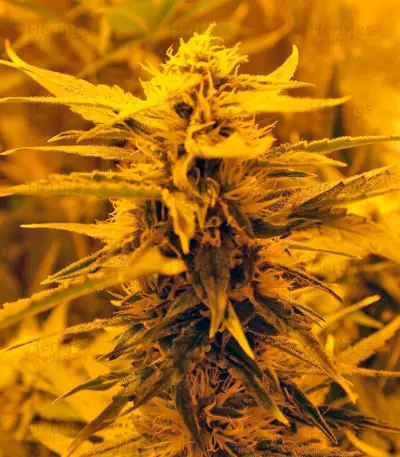 Auto Super Hash (Pyramid Seeds)