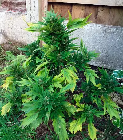 Auto Duck strain