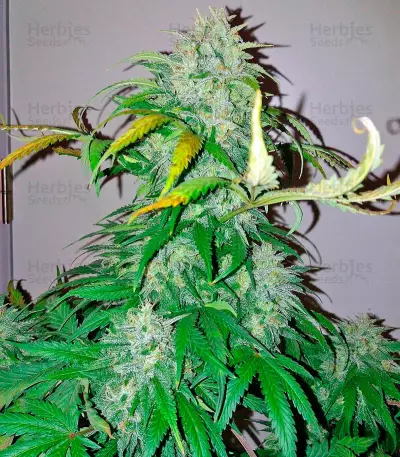 Bubba Kush Autoflowering Seeds
