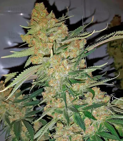 Bubble Gum Seeds