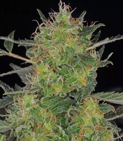 CBD-Chronic feminized seeds