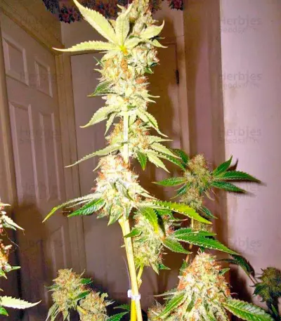 Dinachem feminized seeds