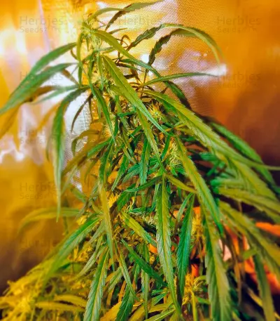 Dr. Grinspoon (Barney's Farm)