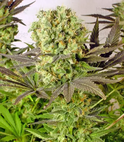 Motavation feminized seeds