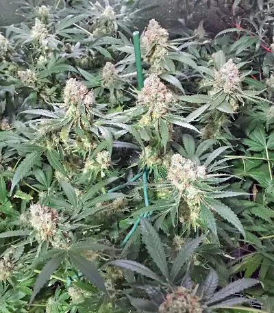 Russian Doll Seeds