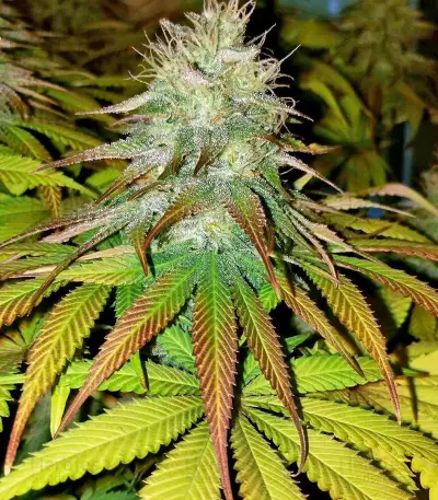 OG Kush (Humboldt Seeds Organization)