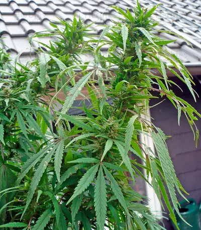 Graines de cannabis Purple Paro Valley (Mandala Seeds)